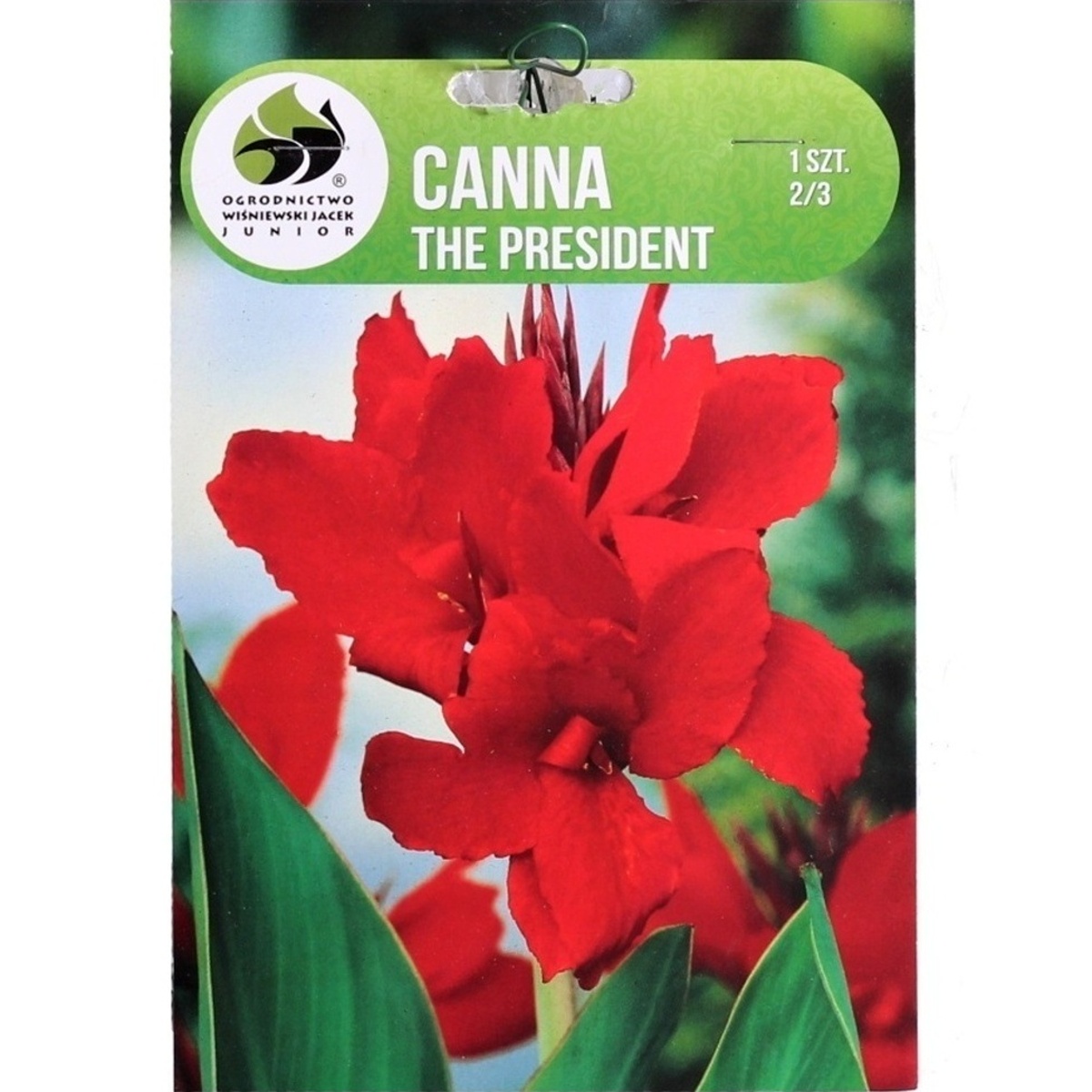 Cibuloviny - Dosna The President 1ks