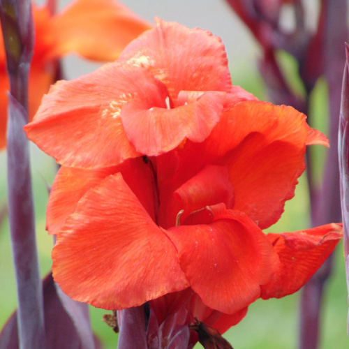 Cibuloviny - Dosna 'Verdi' 1ks