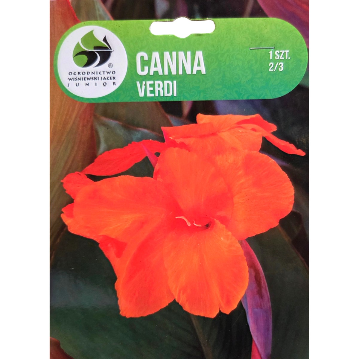 Cibuloviny - Dosna 'Verdi' 1ks