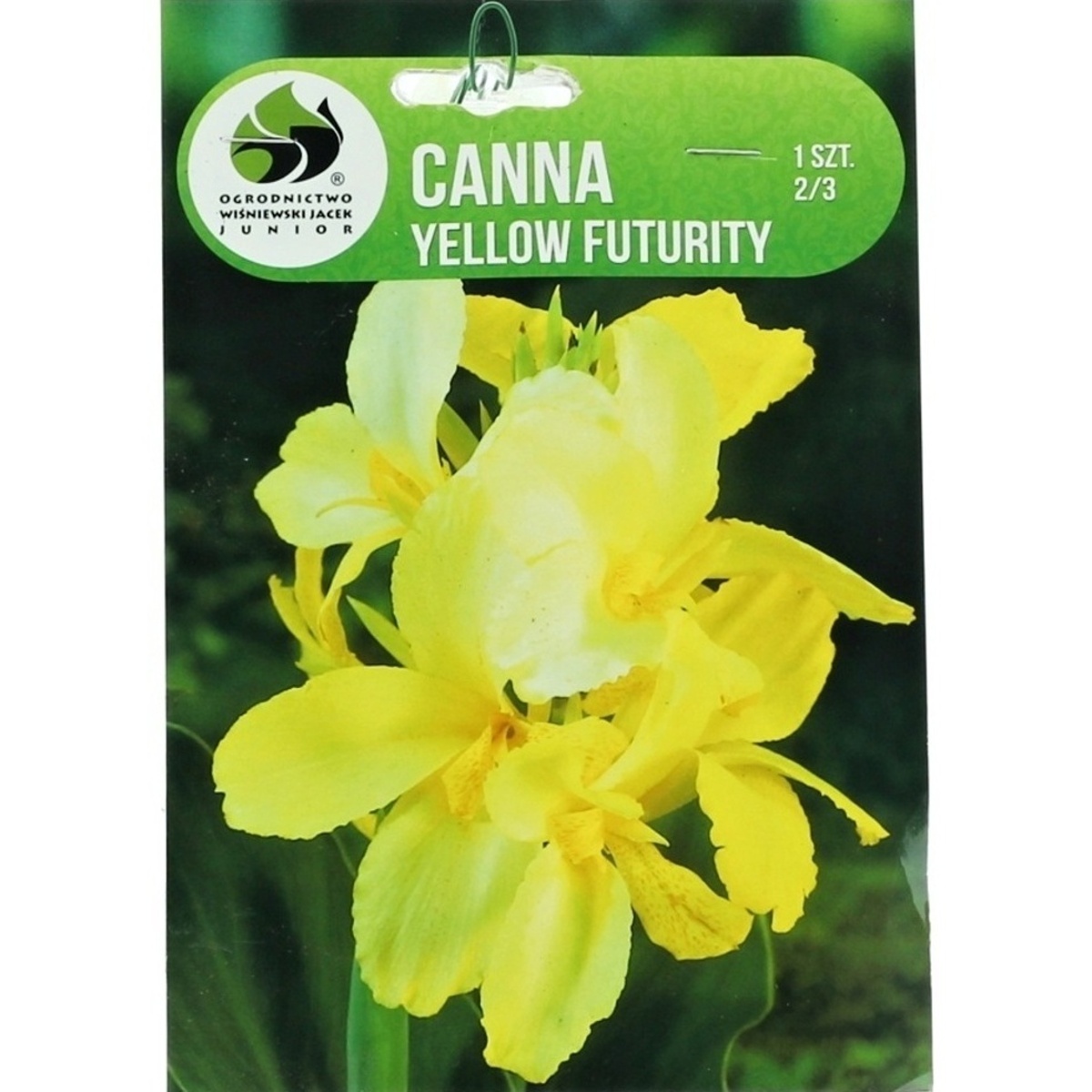 Cibuloviny - Dosna Yellow Futurity 1ks