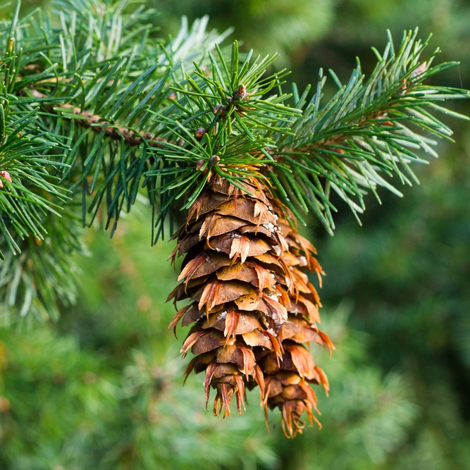 Vzrůstné jehličnany - Douglaska tisolistá 'Moerheim' 100/125