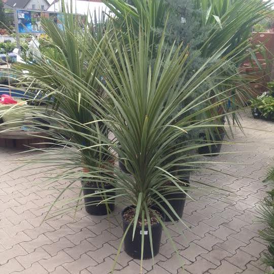 Nádobové květiny - Dracena 18l květináč