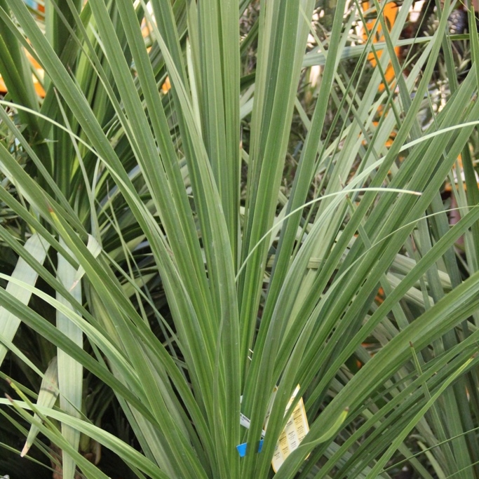 Nádobové květiny - Dracena 35l květináč