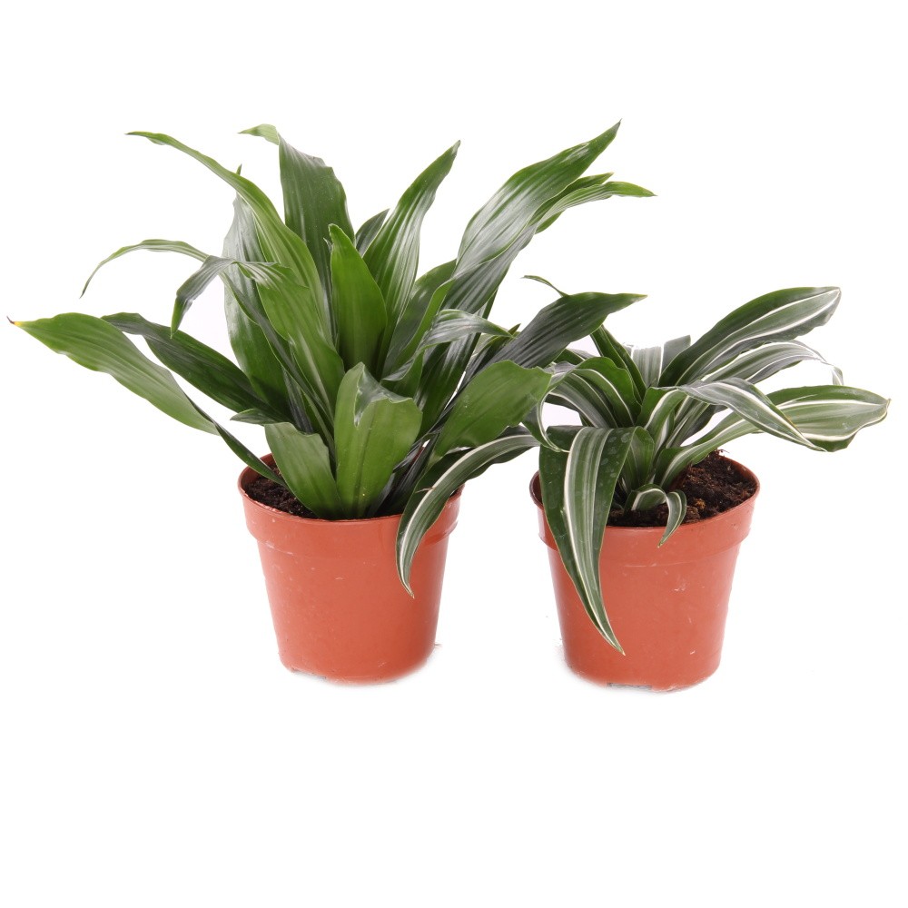 Okrasné pokojové rostliny - Dracéna Dragon květináč 12cm