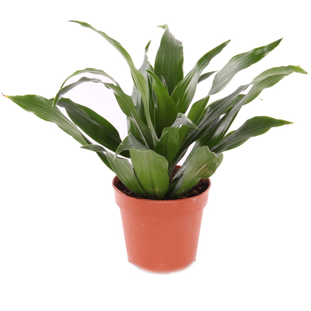 Dracéna Dragon květináč 12cm-0