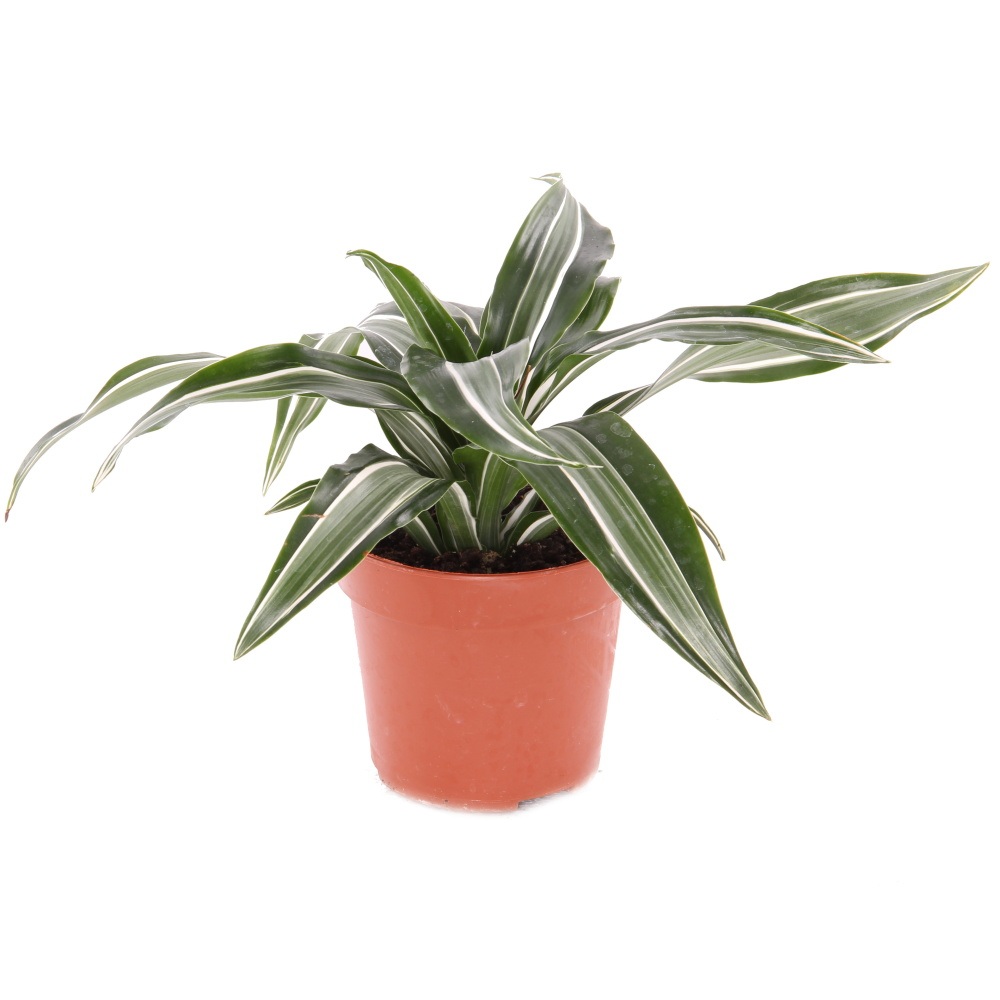 Dracéna Dragon květináč 12cm-1