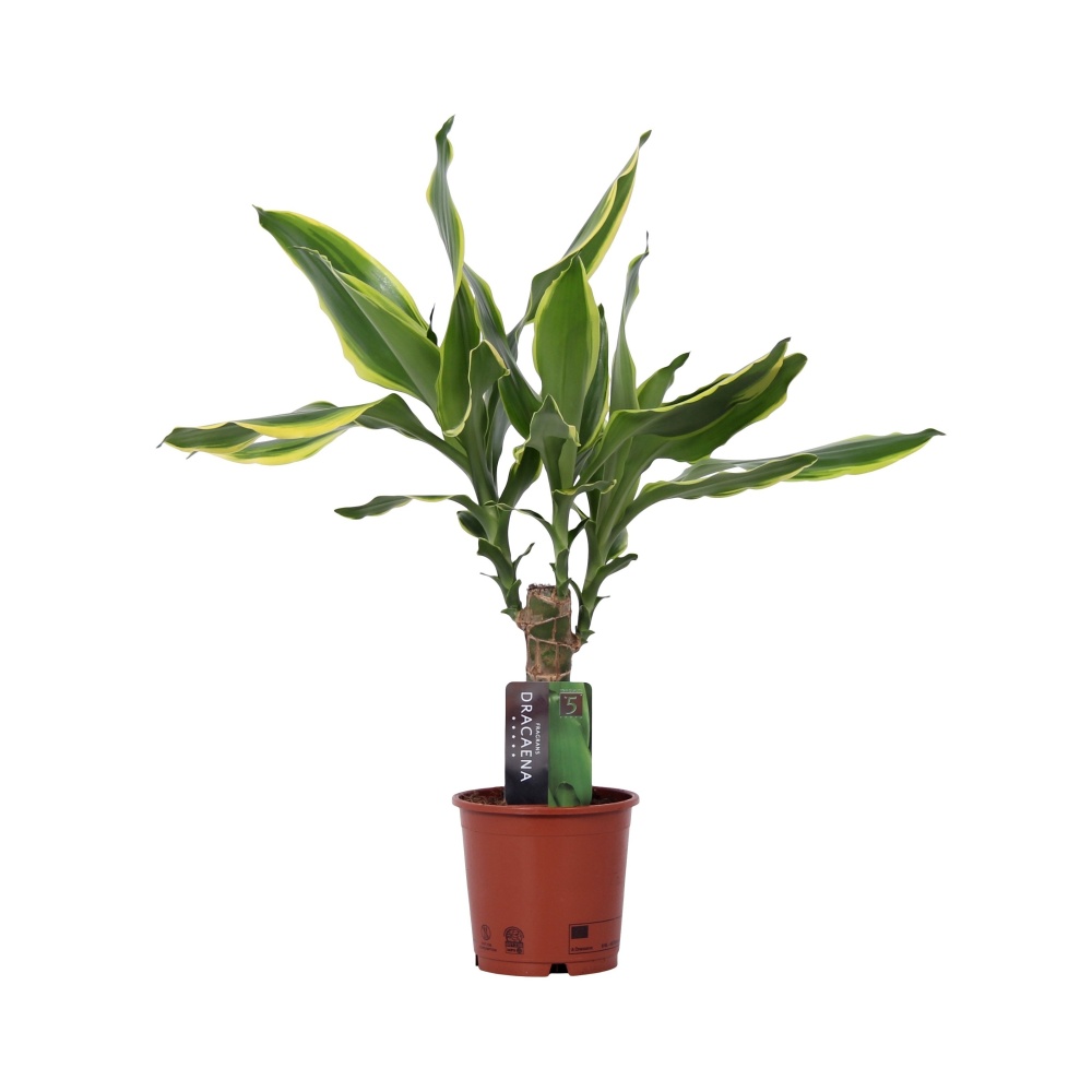 Okrasné pokojové rostliny - Dracéna 'Golden Coast' 11cm