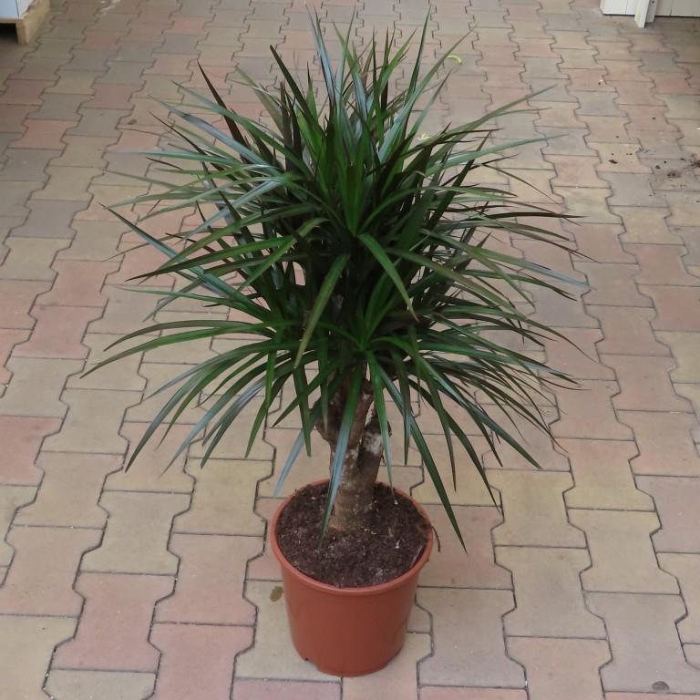 Okrasné pokojové rostliny - Dracena 'Song of Valentina' květináč 24cm