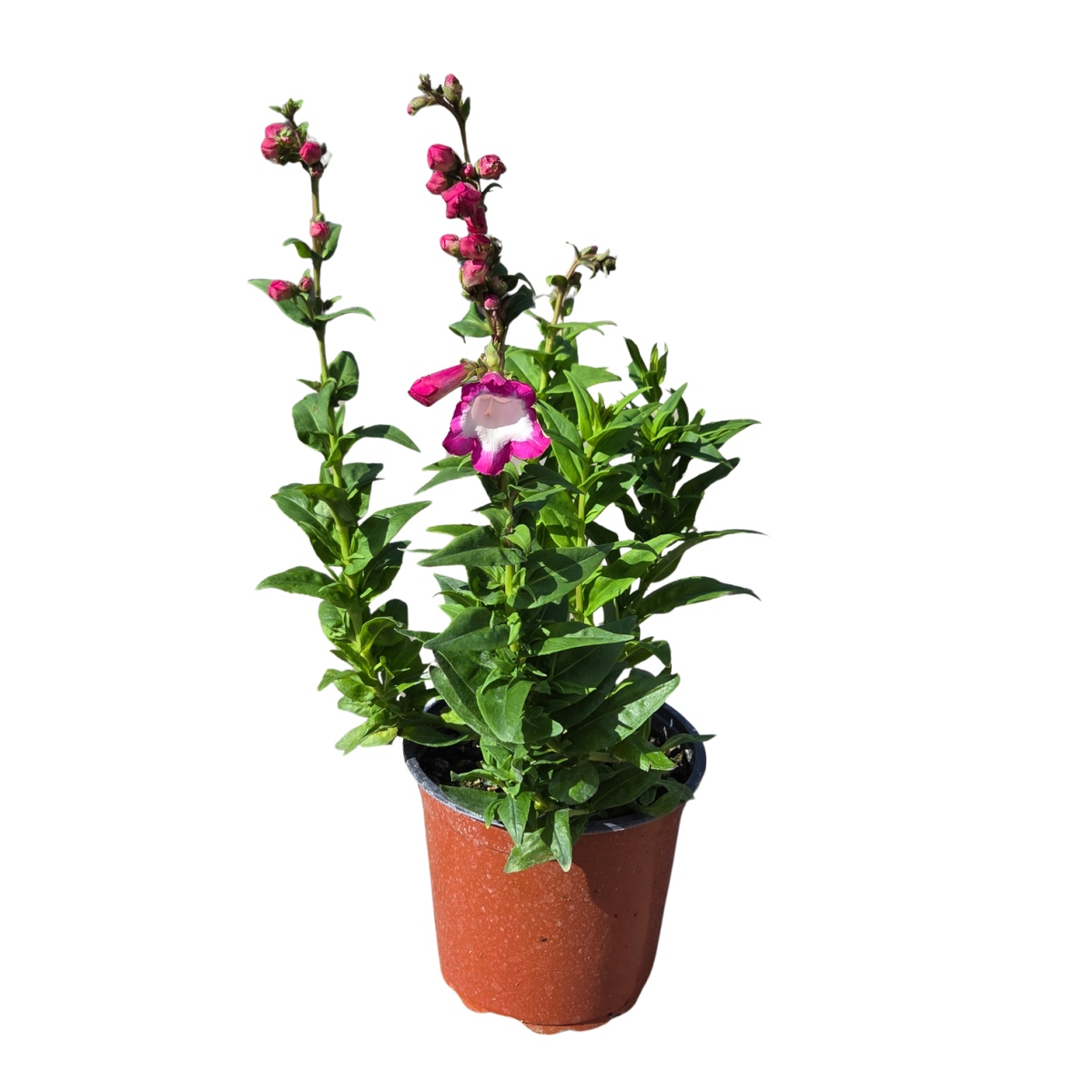Na slunce - Dračík Hatwegův Polaris Rose květináč 15cm