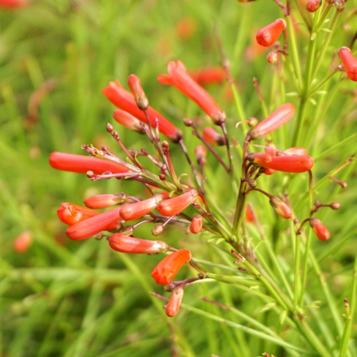 Na slunce - Dračík jehlicolistý květináč 9cm