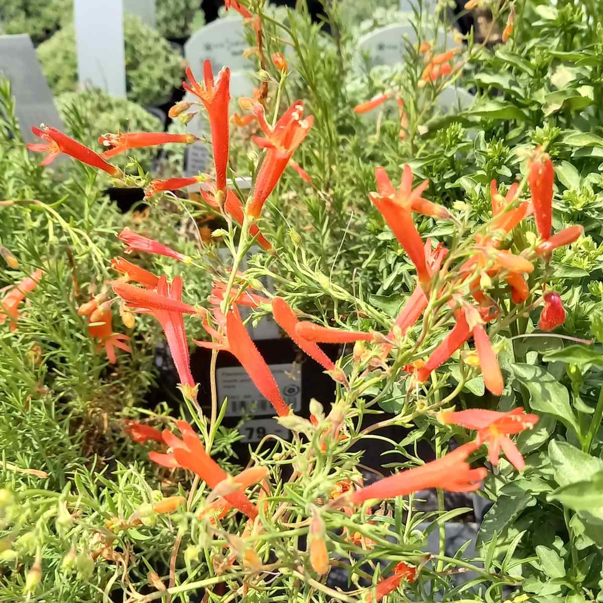 Dračík jehlicolistý květináč 9cm-0