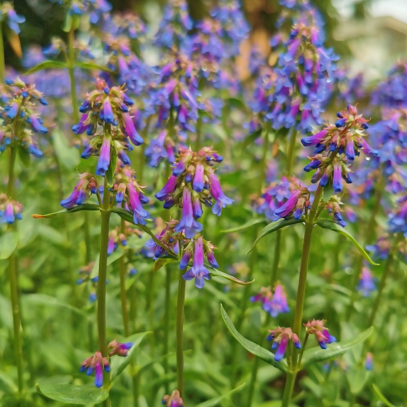 Na slunce - Dračík zvonkovitý květináč 9cm