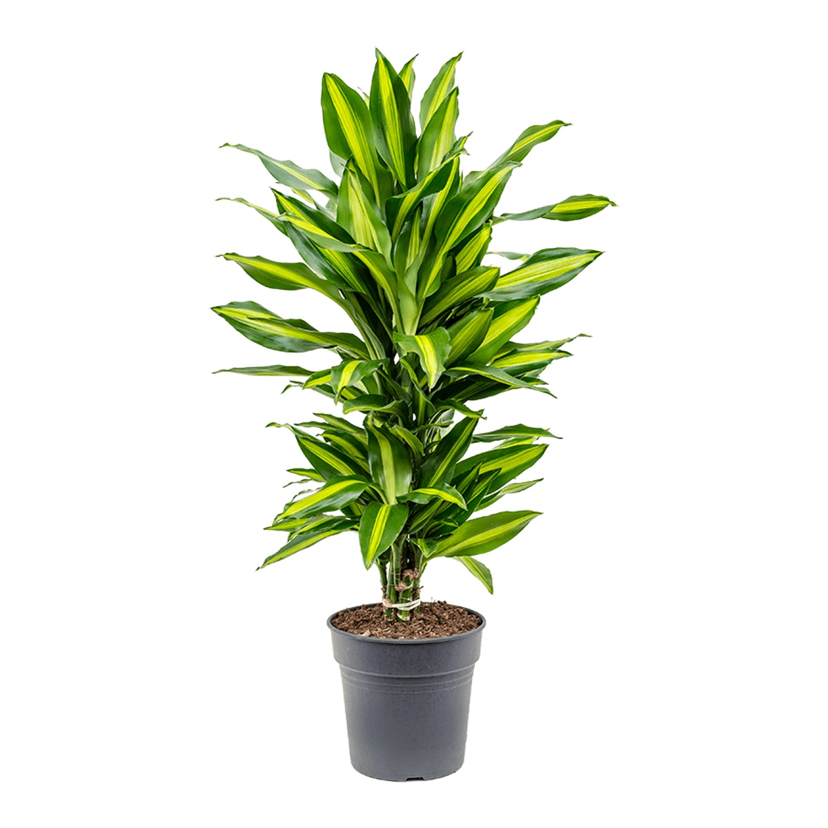 Okrasné pokojové rostliny - Dračinec Cintho květináč 21cm, větvená