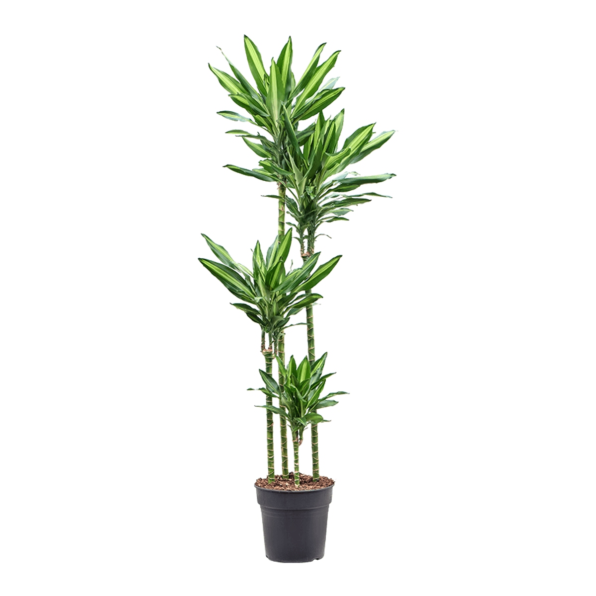 Okrasné pokojové rostliny - Dračinec Cintho výšky kmínku 120-90-60-30cm, květináč 27cm