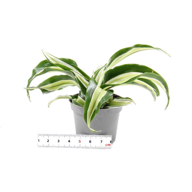 Okrasné pokojové rostliny - Dračinec květináč 6cm