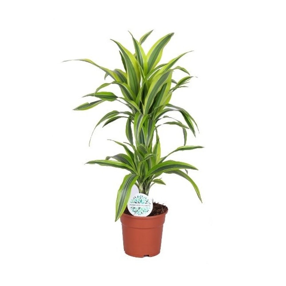 Okrasné pokojové rostliny - Dračinec 'Lemon Lime' výška 70cm, květináč 17cm