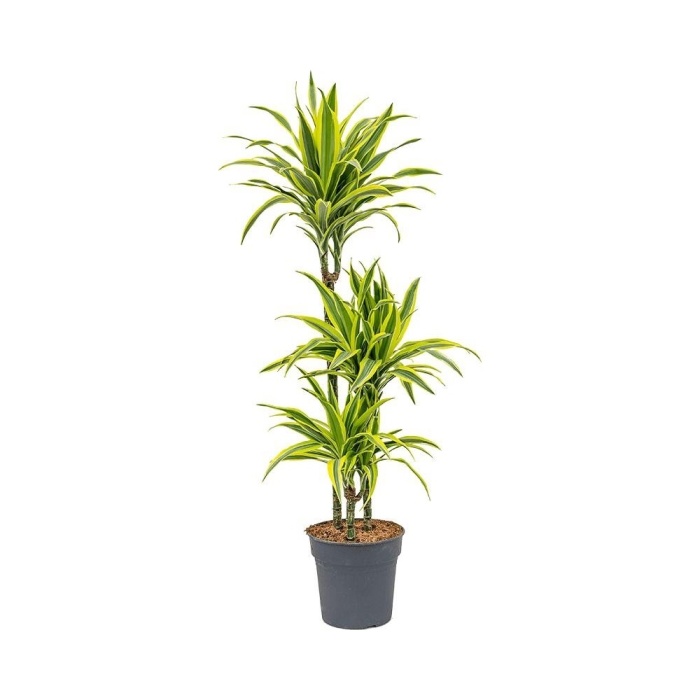 Okrasné pokojové rostliny - Dračinec Lemon Lime výšky kmínku 60-30-15cm, květináč 21cm