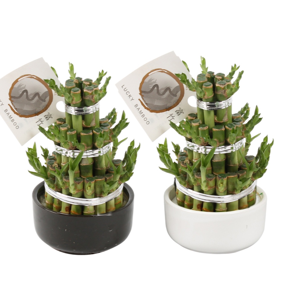 Okrasné pokojové rostliny - Dračinec 'Lucky Bamboo' pyramida