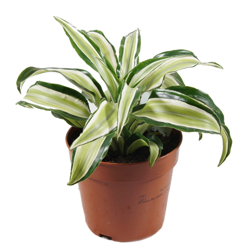 Okrasné pokojové rostliny - Dračinec mix květináč 12cm