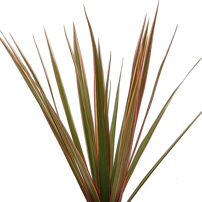 Okrasné pokojové rostliny - Dračinec MIX květináč 6cm