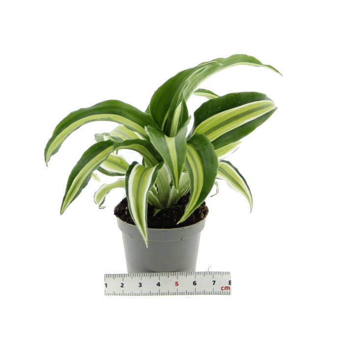 Dračinec MIX květináč 6cm-0