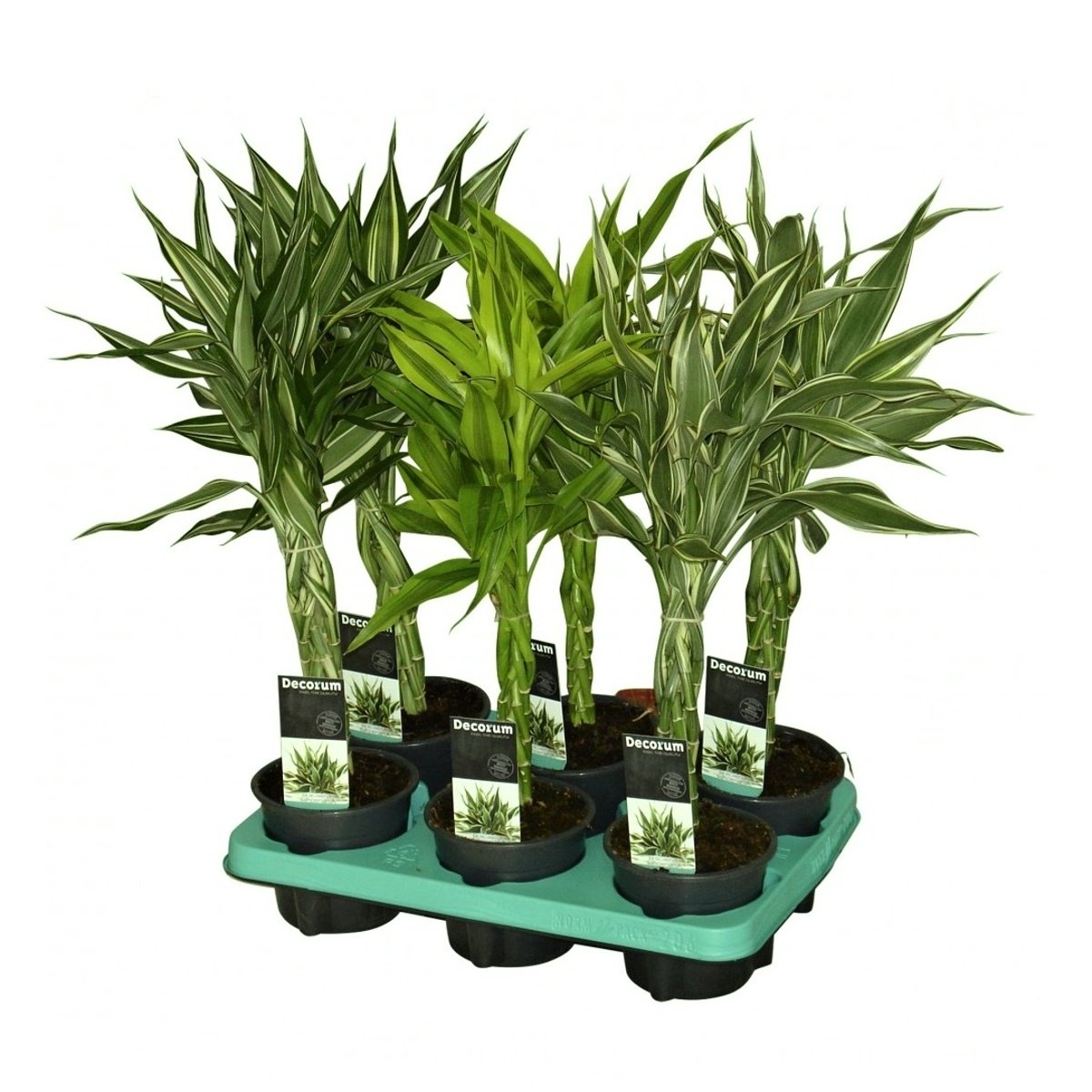 Okrasné pokojové rostliny - Dračinec pruhovaný mix, výška 50cm, květináč 12cm