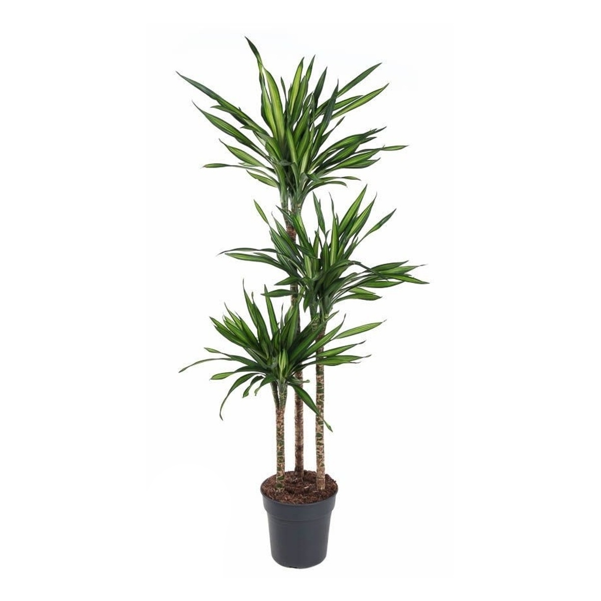 Okrasné pokojové rostliny - Dračinec Rikki výšky kmínku 90-60-30cm