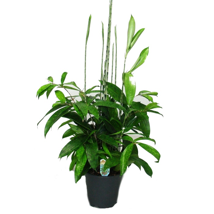 Okrasné pokojové rostliny - Dračinec šlahounovitý květináč 17cm