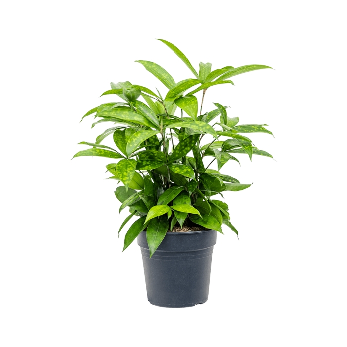 Okrasné pokojové rostliny - Dračinec šlahounovitý výška 65cm, květináč 24cm