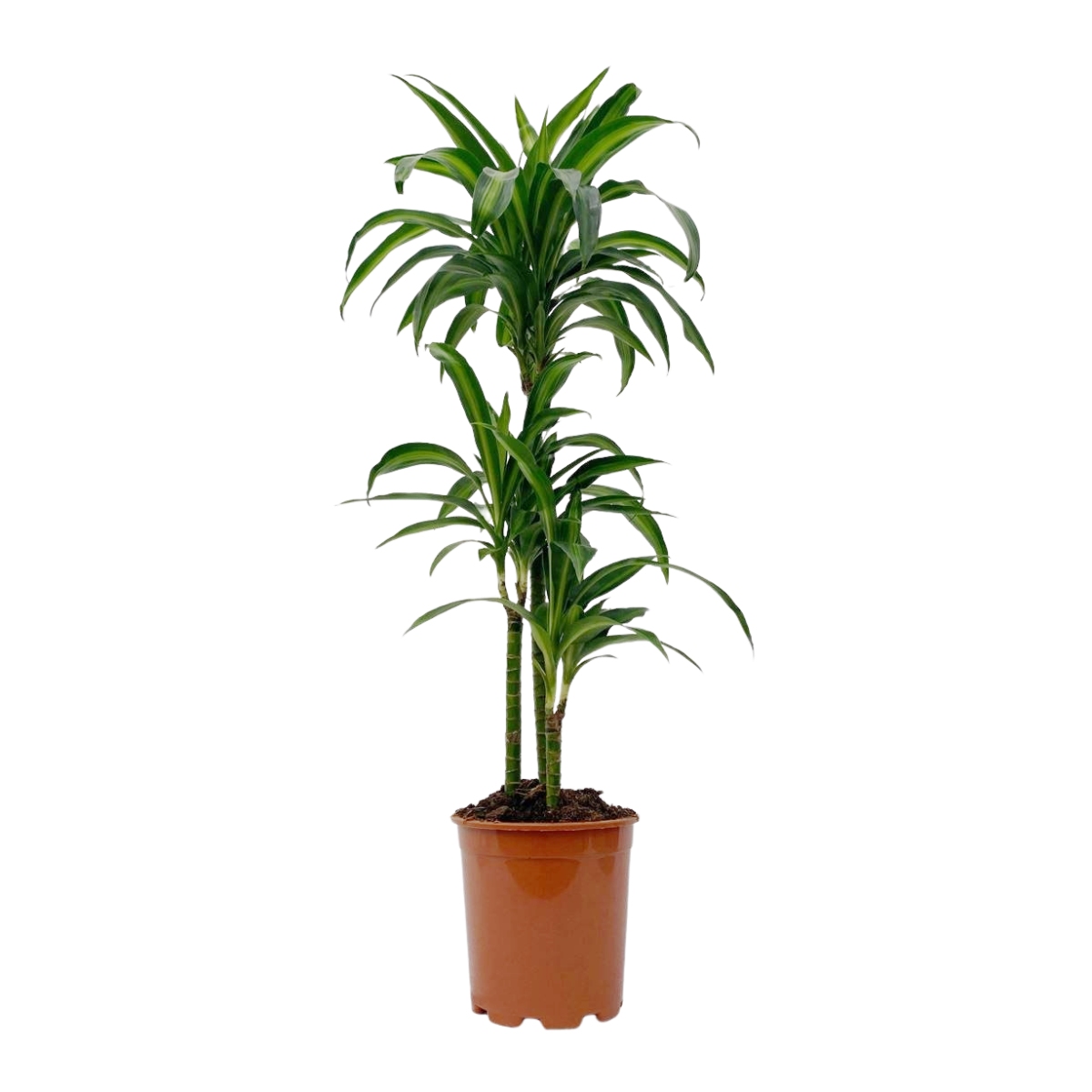 Okrasné pokojové rostliny - Dračinec vonný Hawaiian Sunshine výšky kmínku 60-30-15cm, květináč 21cm