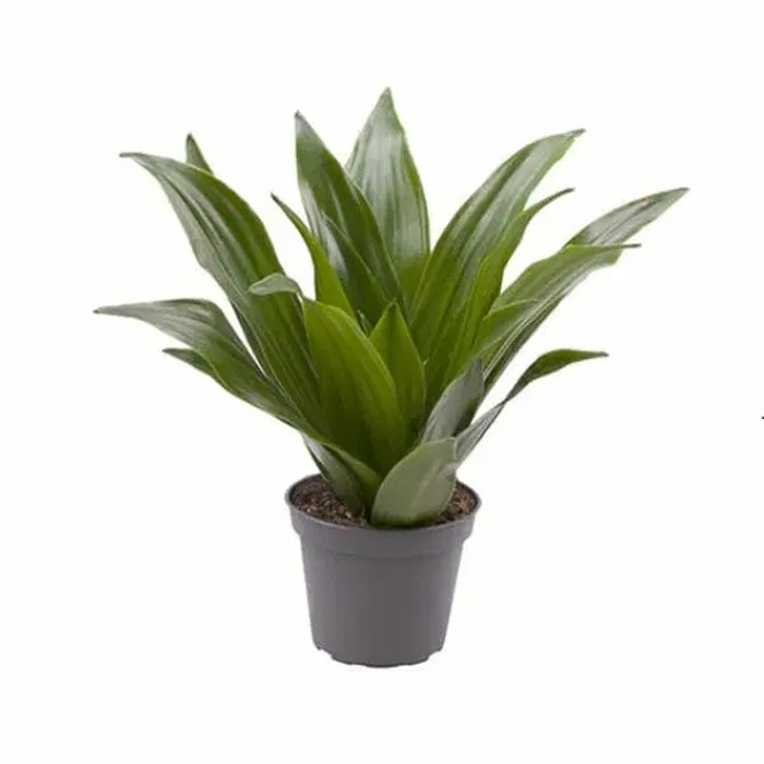 Okrasné pokojové rostliny - Dračinec vonný Janet Craig květináč 6cm