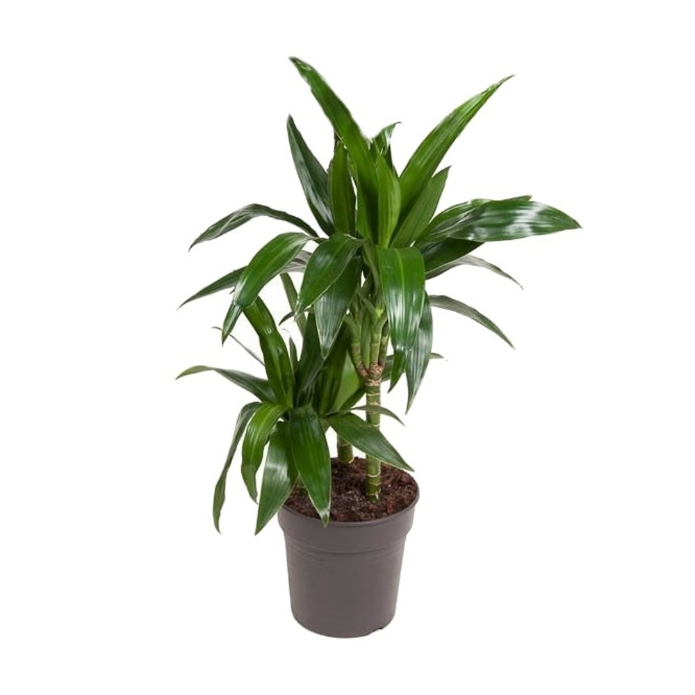 Okrasné pokojové rostliny - Dračinec vonný Janet Craig výšky kmínku 30-10cm, květináč 17cm