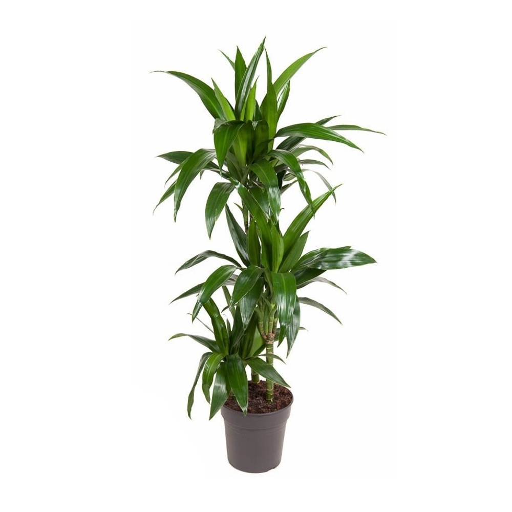 Okrasné pokojové rostliny - Dračinec vonný Janet Craig výšky kmínku 60-30-10cm, květináč 21cm