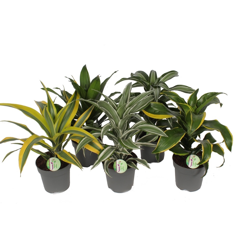 Okrasné pokojové rostliny - Dračinec vonný kvěitnáč 17cm