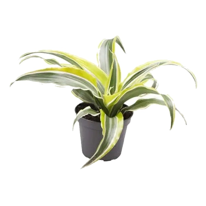 Okrasné pokojové rostliny - Dračinec vonný Lemon Surprise květináč 6cm