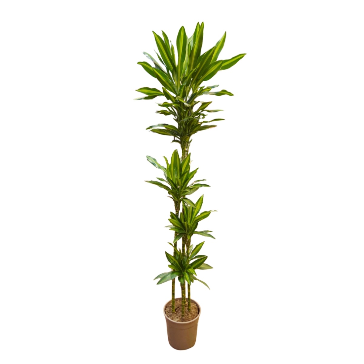 Pokojové rostliny okrasné listem - Dračinec vonný Silindo květináč 27cm