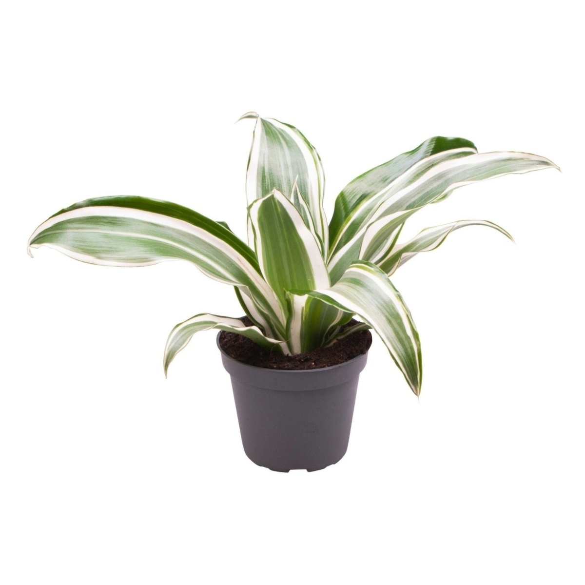 Okrasné pokojové rostliny - Dračinec vonný White Jewel kvěitnáč 6cm