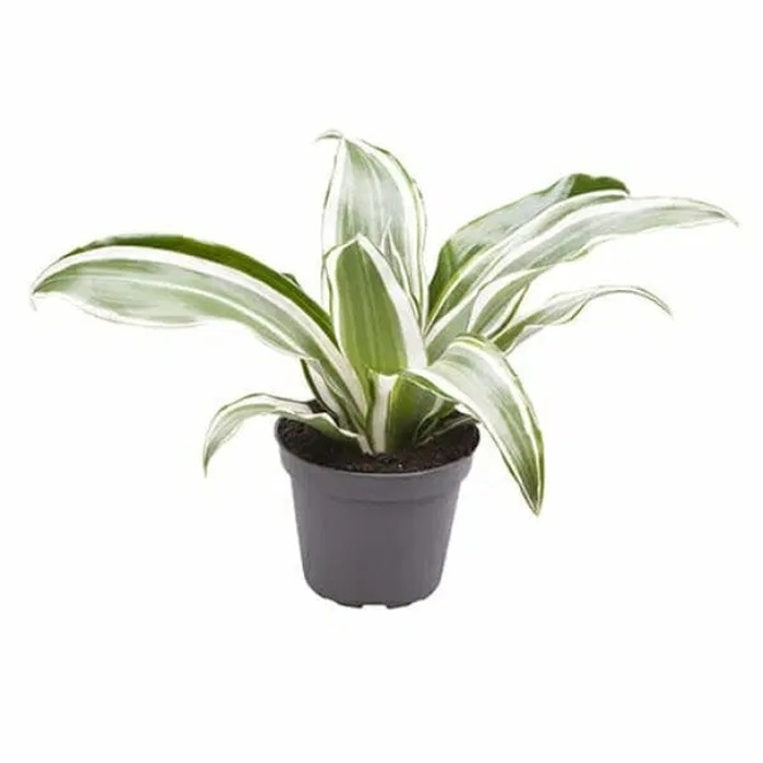 Okrasné pokojové rostliny - Dračinec vonný White Juwel květináč 6cm