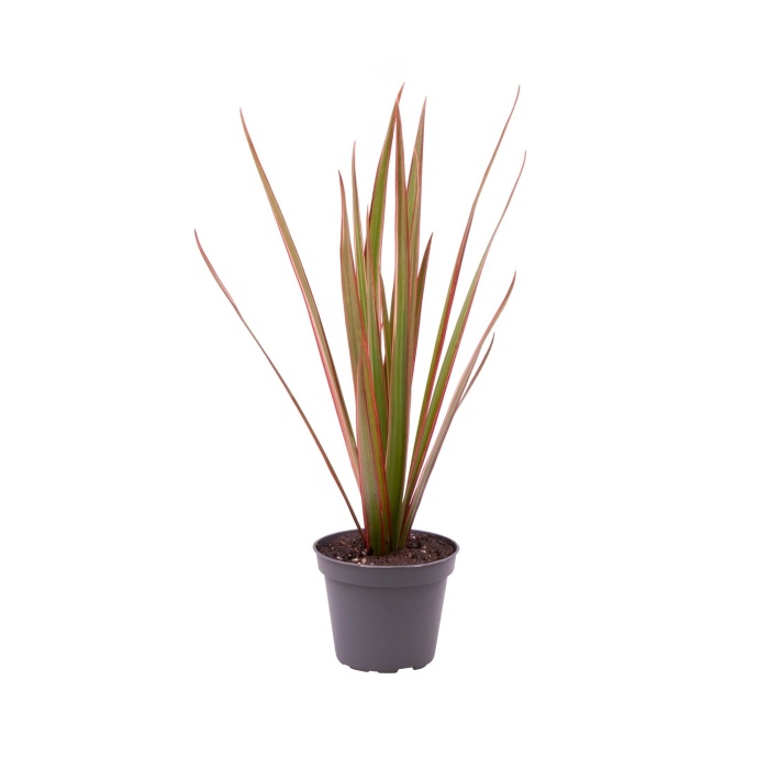 Okrasné pokojové rostliny - Dračinec vroubený Bicolor květináč 6cm