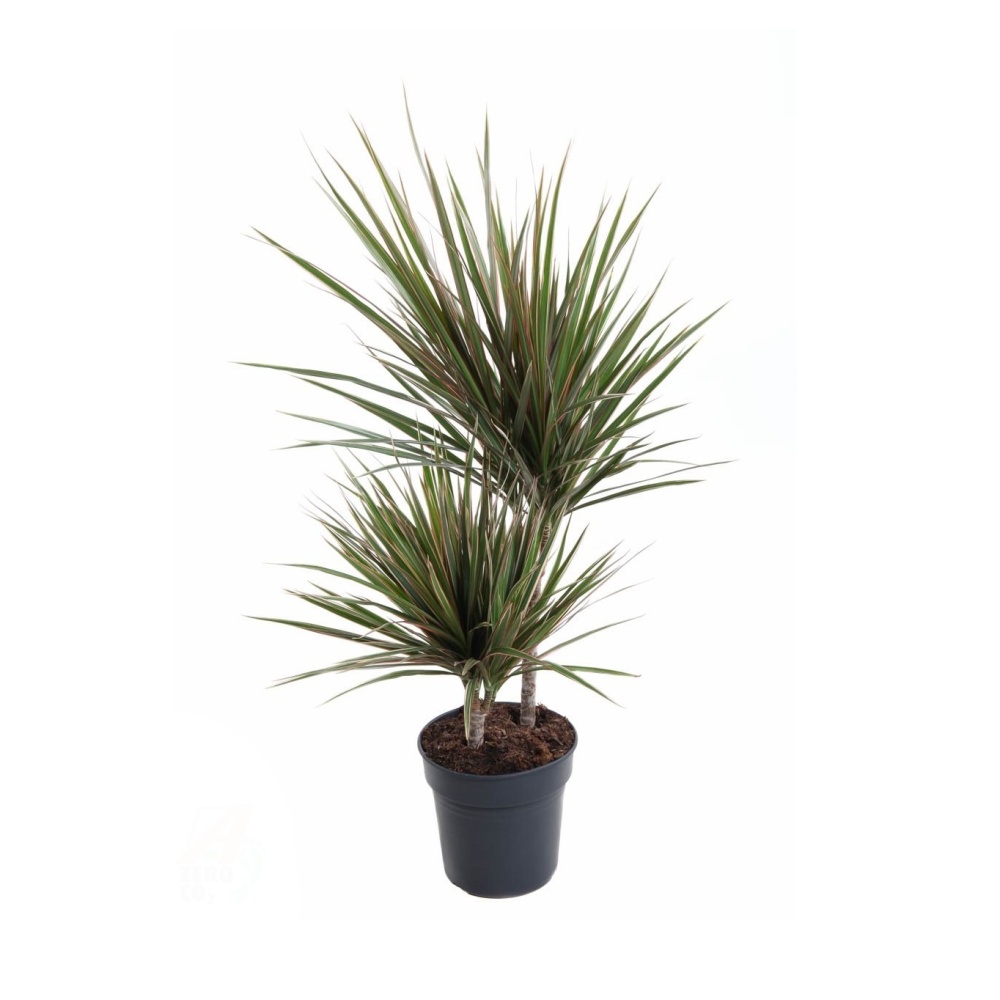 Okrasné pokojové rostliny - Dračinec vroubený 'Bicolor' výšky kmínku 30-10cm, květináč 17cm