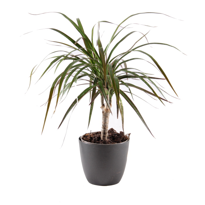 Okrasné pokojové rostliny - Dračinec vroubený květináč 11cm, kmínek 15cm