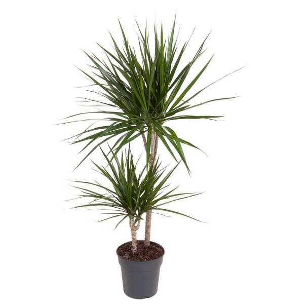 Okrasné pokojové rostliny - Dračinec vroubený květináč 19cm, kmínek 15cm+45cm