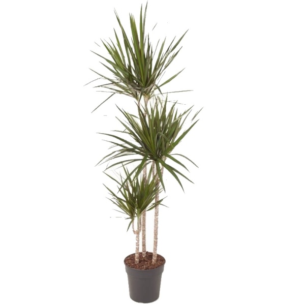 Okrasné pokojové rostliny - Dračinec vroubený květináč 21cm, kmínek 90cm+60cm+30cm