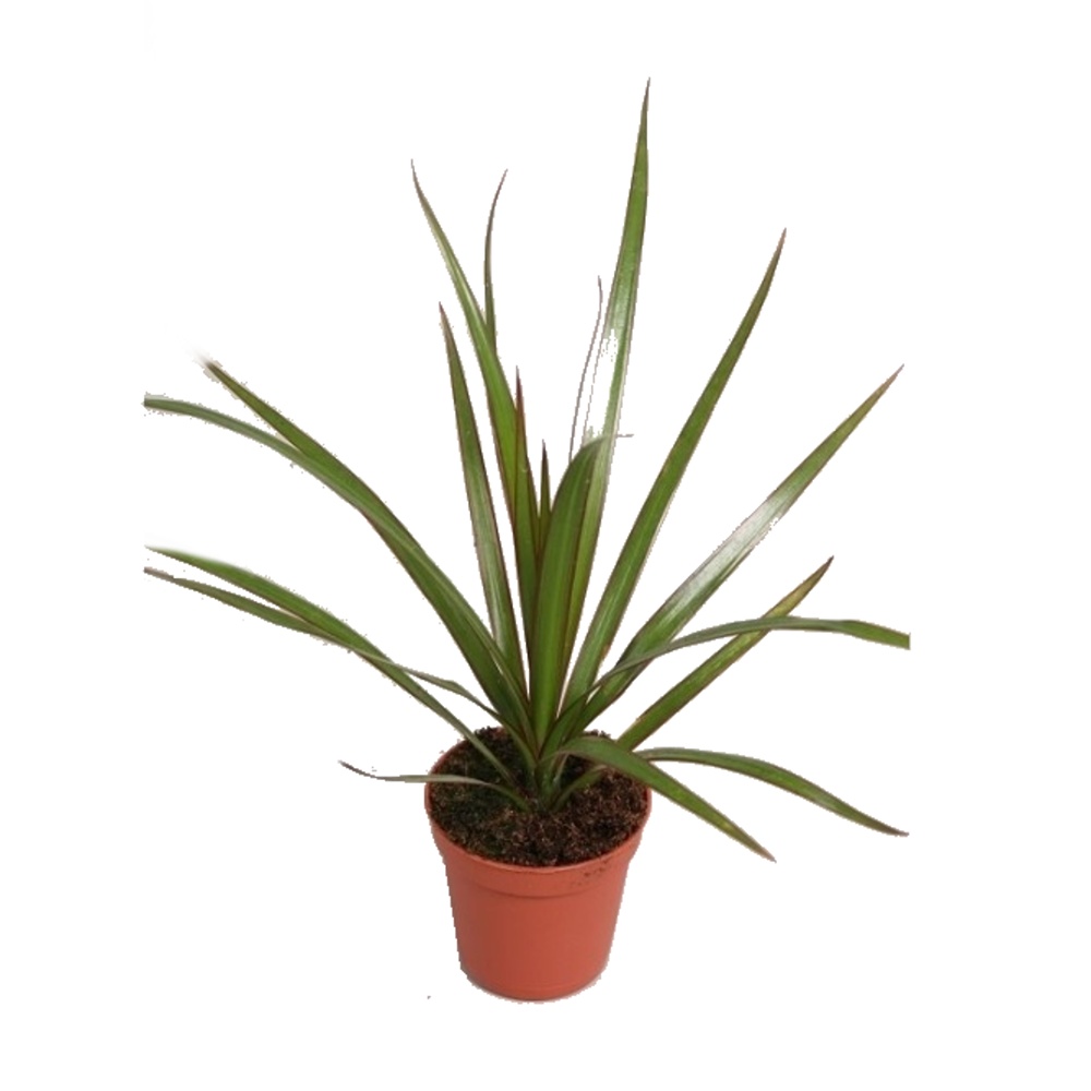 Okrasné pokojové rostliny - Dračinec vroubený květináč 6cm, bez kmínku