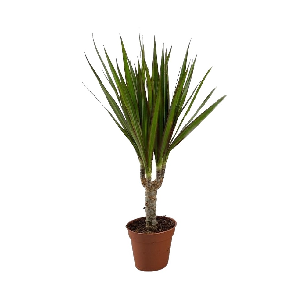 Okrasné pokojové rostliny - Dračinec vroubený květináč 8,5cm