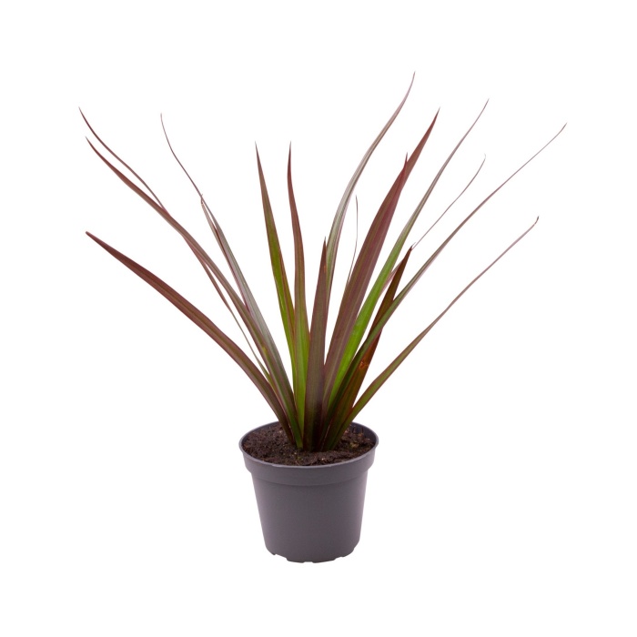 Pokojové rostliny okrasné listem - Dračinec vroubený Magenta květináč 6cm