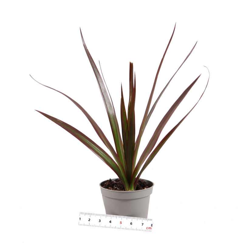 Dračinec vroubený Magenta květináč 6cm-0