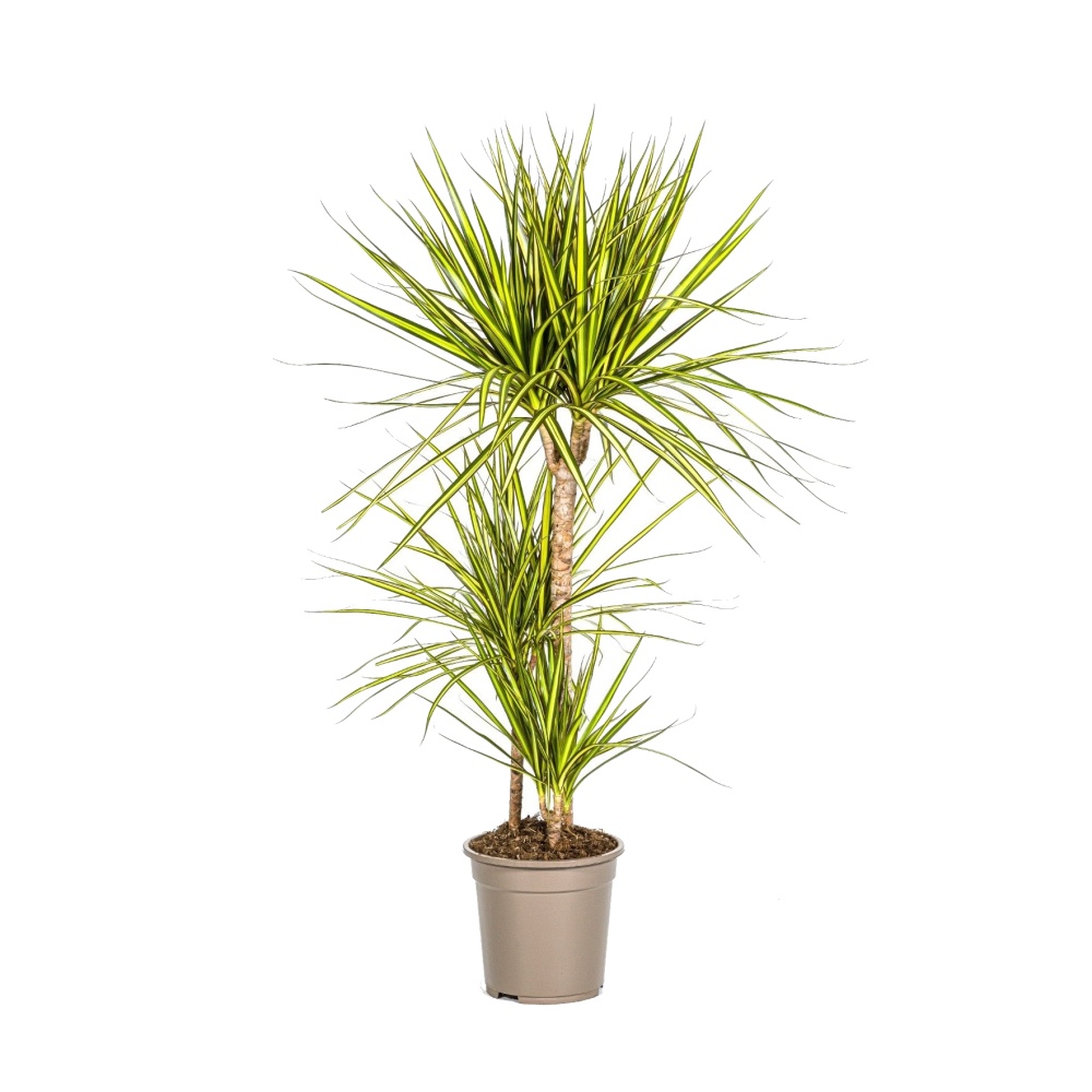 Okrasné pokojové rostliny - Dračinec vroubený Sunray výšky kmínku 45-30-15cm, květináč 21cm