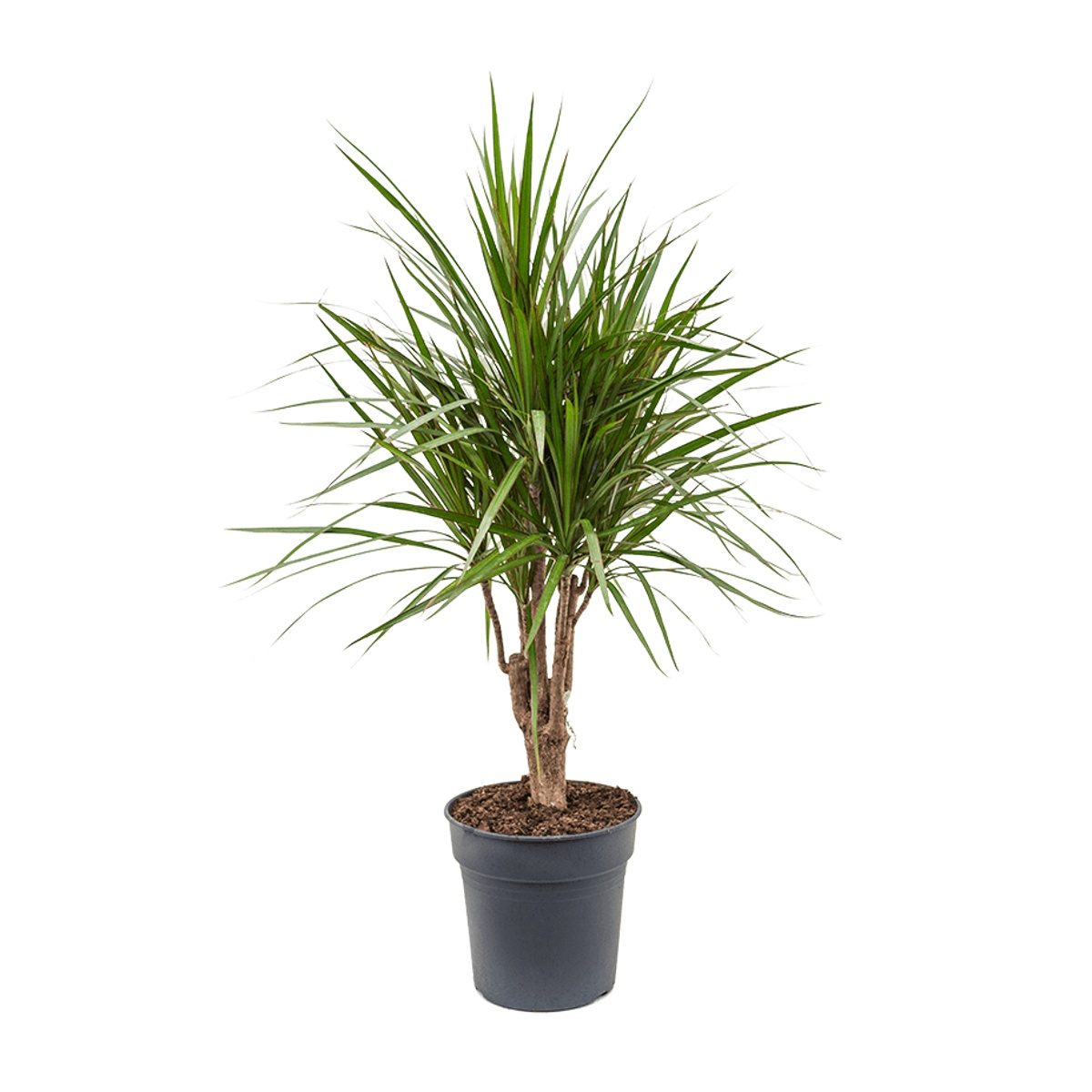 Okrasné pokojové rostliny - Dračinec vroubený výška 100cm, květináč 24cm