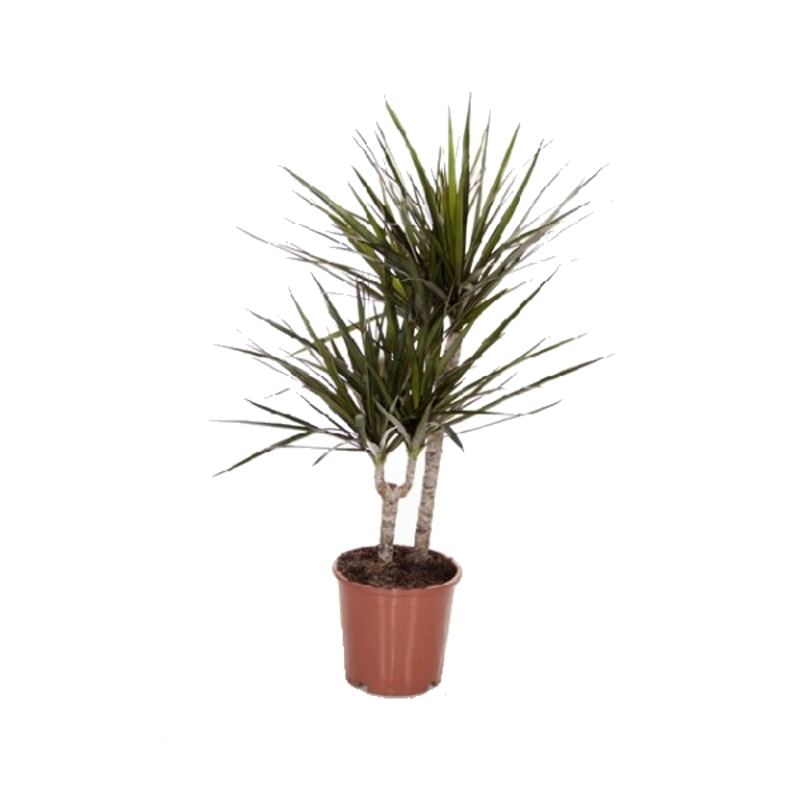 Okrasné pokojové rostliny - Dračinec vroubený, výška kmínku 30-10cm, květináč 17cm